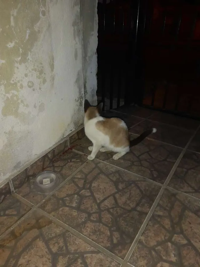 Gato ra a  idade  nome Não sei