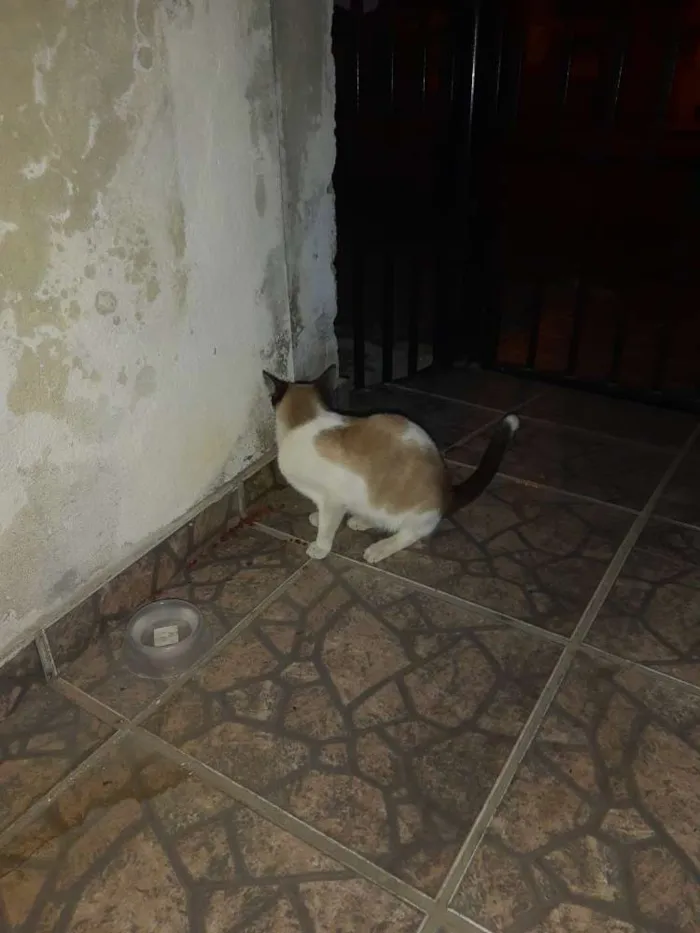 Gato ra a  idade  nome Não sei