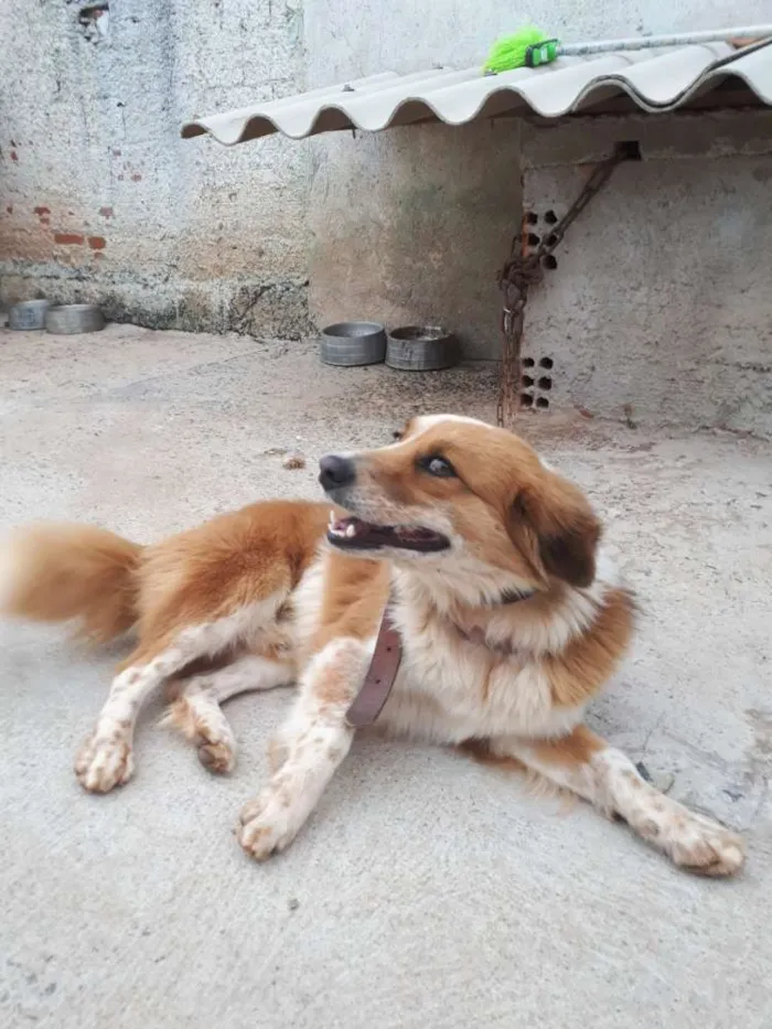 Cachorro ra a Acho que pequenes idade  nome Max