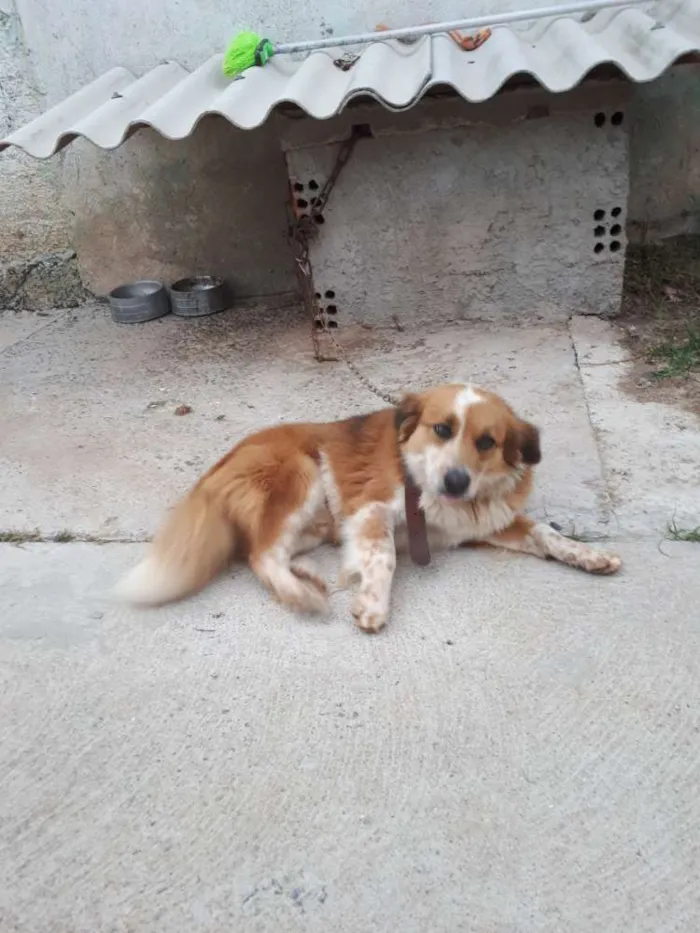 Cachorro ra a Acho que pequenes idade  nome Max