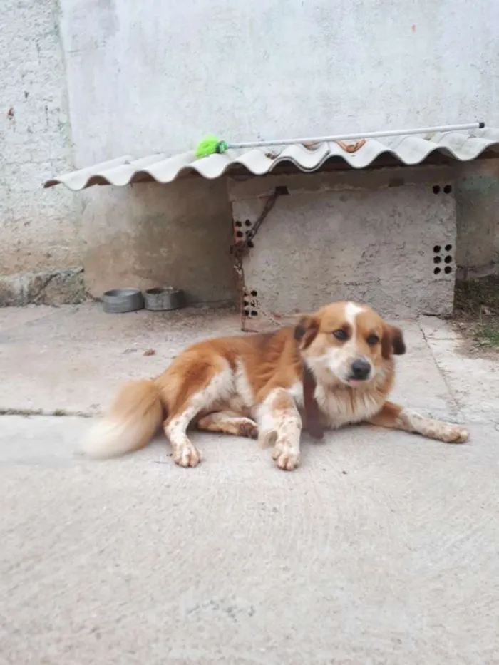 Cachorro ra a Acho que pequenes idade  nome Max
