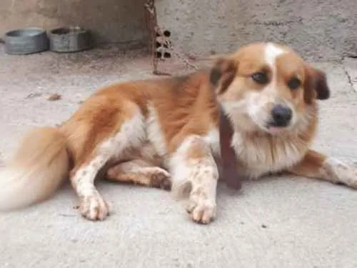Cachorro ra a Acho que pequenes idade  nome Max