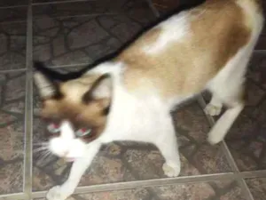 Gato raça  idade  nome Não sei