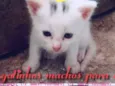 Filhotes
