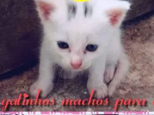 Gato raça Srd idade Abaixo de 2 meses nome Filhotes