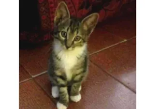 Gato raça  idade 2 a 6 meses nome Sem nome