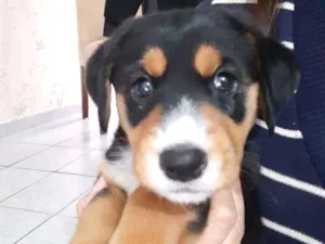 Cachorro raça SRD idade 2 a 6 meses nome Mel