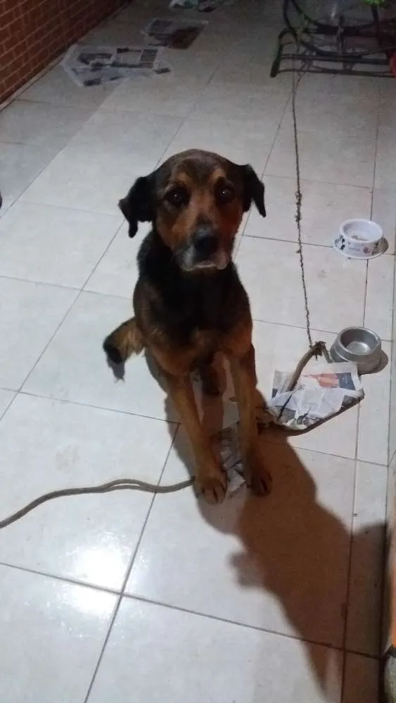 Cachorro ra a Indefinida idade 3 anos nome Não sei 