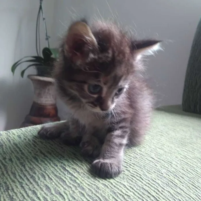 Gato raça Sem raça definida idade Abaixo de 2 meses nome Sem Nome