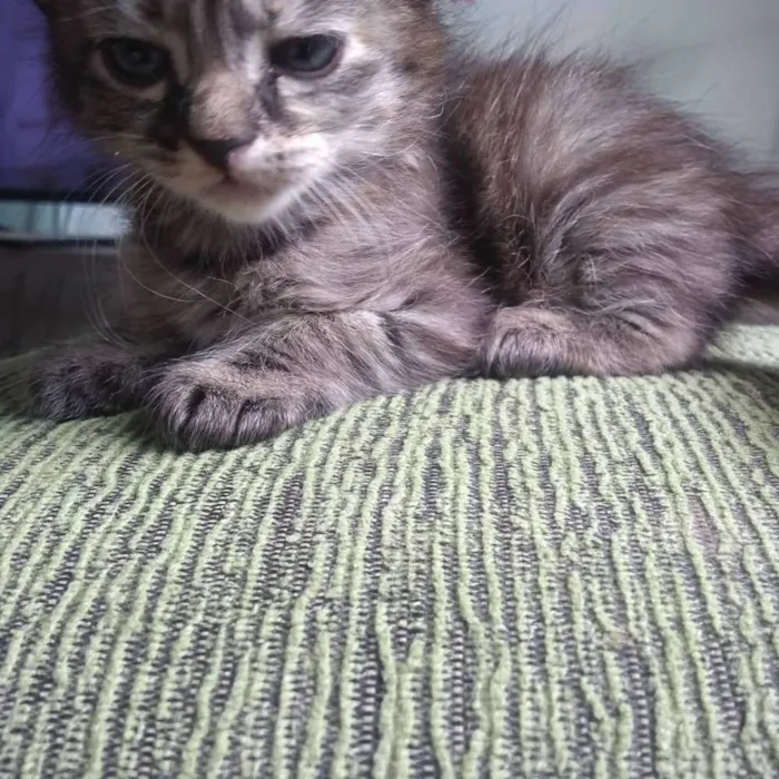 Gato raça Sem raça definida idade Abaixo de 2 meses nome Sem Nome