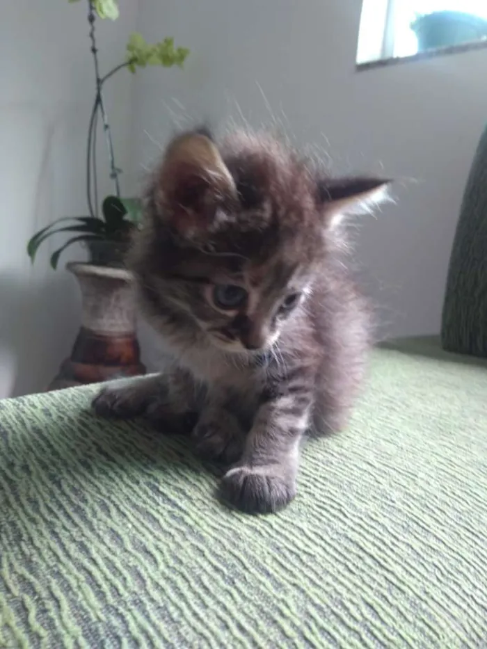 Gato raça Sem raça definida idade Abaixo de 2 meses nome Sem Nome