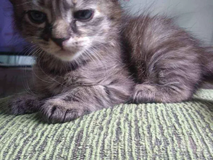 Gato raça Sem raça definida idade Abaixo de 2 meses nome Sem Nome