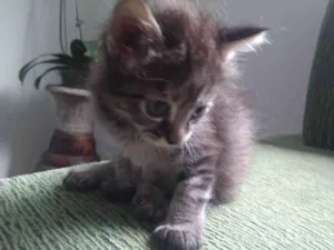 Gato raça Sem raça definida idade Abaixo de 2 meses nome Sem Nome
