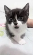 Frajolinha