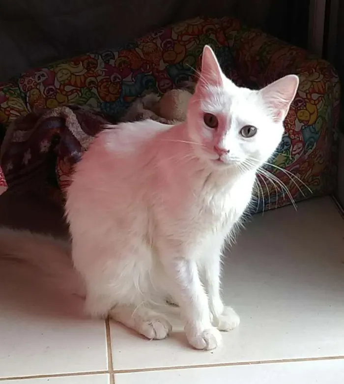 Gato ra a SRD idade 2 anos nome Luna