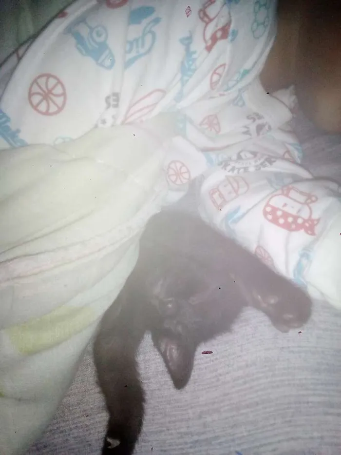 Gato ra a Gata idade 2 a 6 meses nome llia
