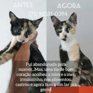 Gato raça srd idade 2 a 6 meses nome JULIE