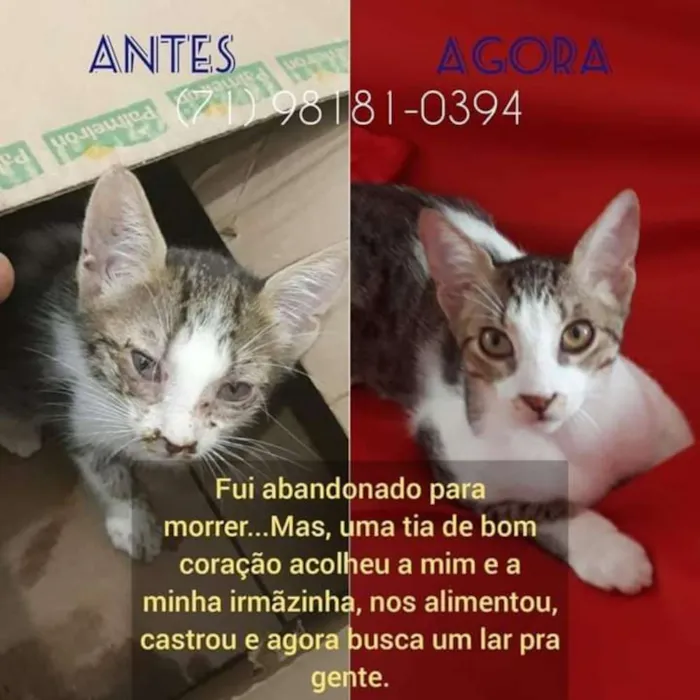 Gato raça srd idade 2 a 6 meses nome Prince 