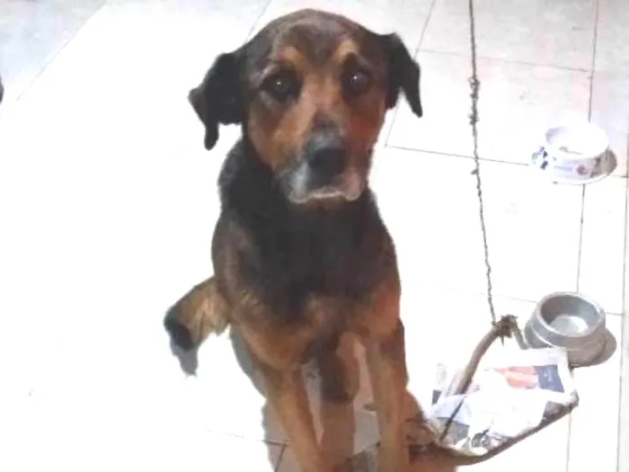 Cachorro ra a Indefinida idade 3 anos nome Não sei 