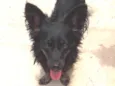 Raposinha
