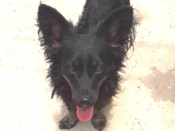 Cachorro ra a Srd idade 2 anos nome Raposinha