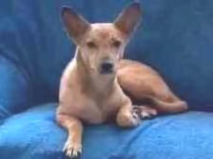 Cachorro ra a Srd idade 2 anos nome Bananinha