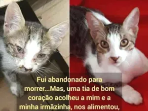 Gato raça srd idade 2 a 6 meses nome Prince 