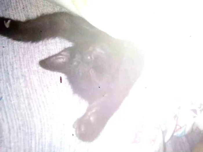 Gato ra a Gata idade 2 a 6 meses nome llia