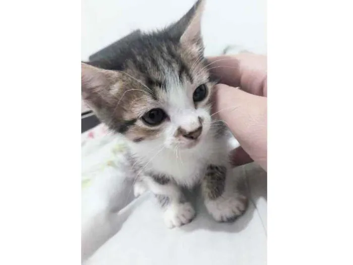 Gato ra a Sem Raça Definida idade Abaixo de 2 meses nome Manchadinho