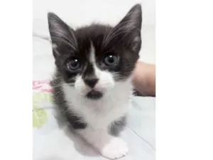 Gato raça Sem Raça Definida idade Abaixo de 2 meses nome Frajolinha