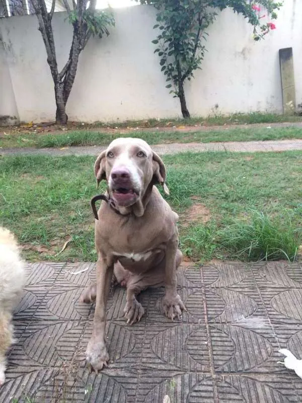 Cachorro raça Weimaraner idade 5 anos nome Celeste
