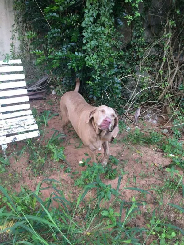 Cachorro raça Weimaraner idade 5 anos nome Celeste