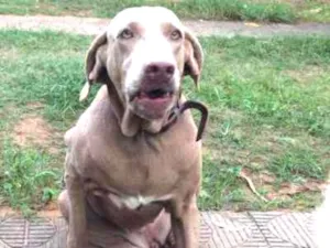 Cachorro raça Weimaraner idade 5 anos nome Celeste