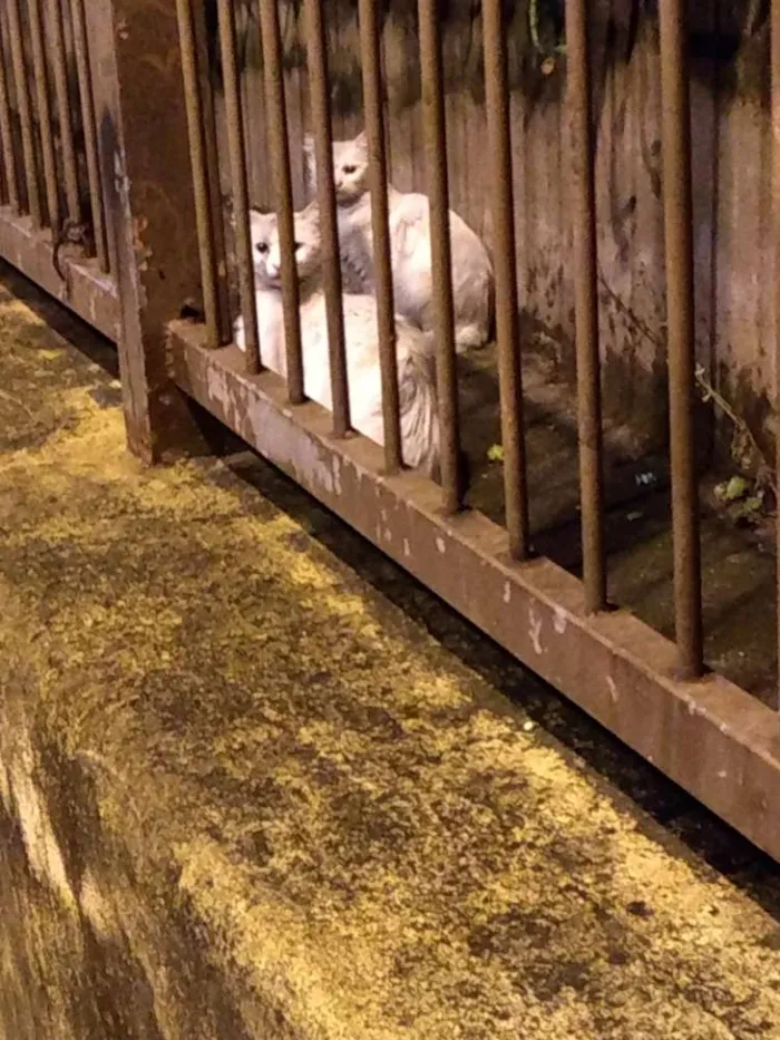 Gato ra a Sem raça definida idade 7 a 11 meses nome Não sei