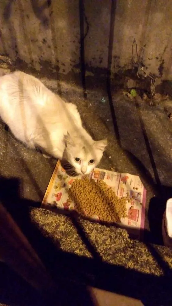 Gato ra a Sem raça definida idade 7 a 11 meses nome Não sei
