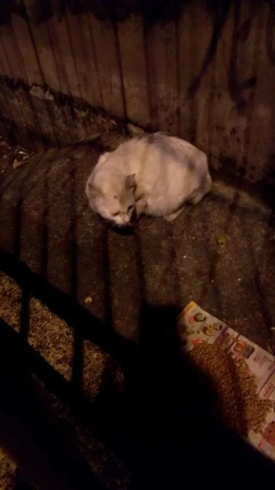 Gato ra a Sem raça definida idade 7 a 11 meses nome Não sei