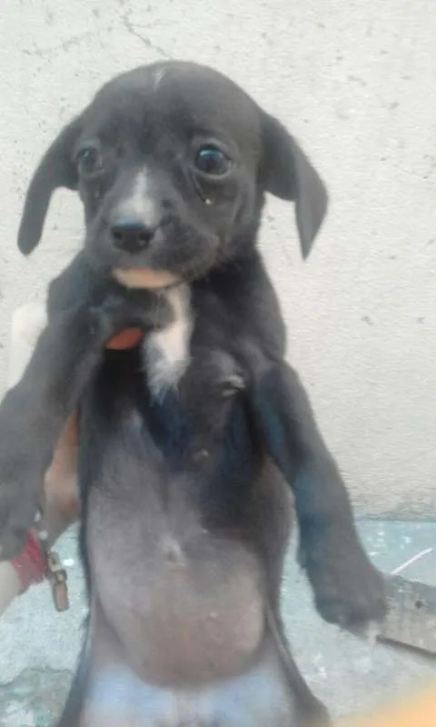 Cachorro ra a  idade Abaixo de 2 meses nome sem nome