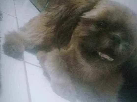 Cachorro ra a Shih-tzu idade 1 ano nome Mel