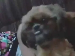 Cachorro raça Shih-tzu idade 1 ano nome Mel