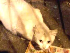 Gato raça Sem raça definida idade 7 a 11 meses nome Não sei