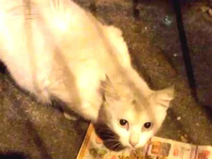 Gato ra a Sem raça definida idade 7 a 11 meses nome Não sei