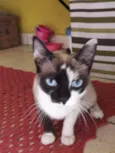 Duquesa