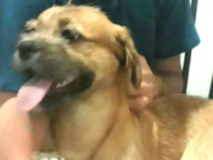 Cachorro raça  idade 7 a 11 meses nome Thor 
