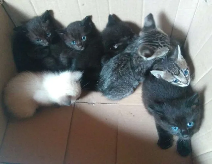 Gato ra a  idade Abaixo de 2 meses nome ADOTE