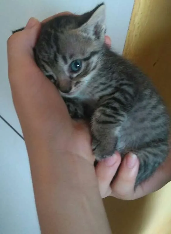 Gato ra a  idade Abaixo de 2 meses nome ADOTE