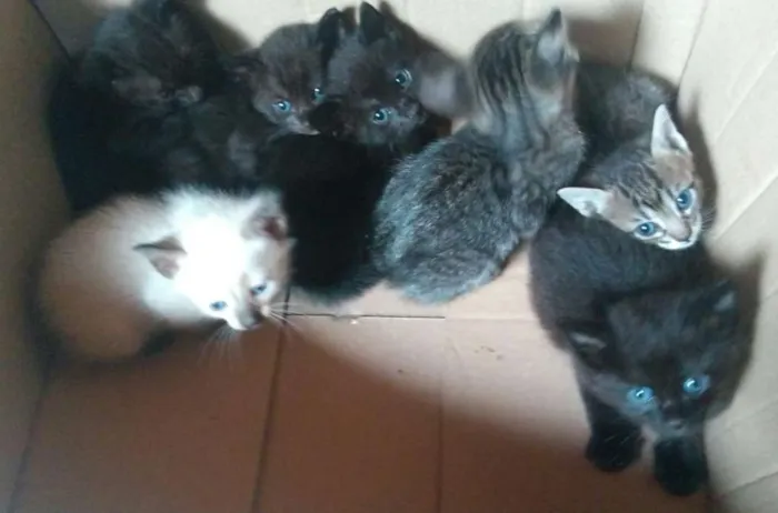 Gato ra a  idade Abaixo de 2 meses nome ADOTE