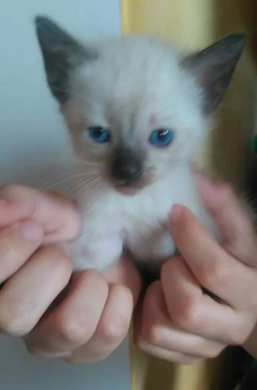 Gato ra a  idade Abaixo de 2 meses nome ADOTE