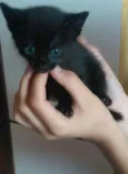 ADOTE