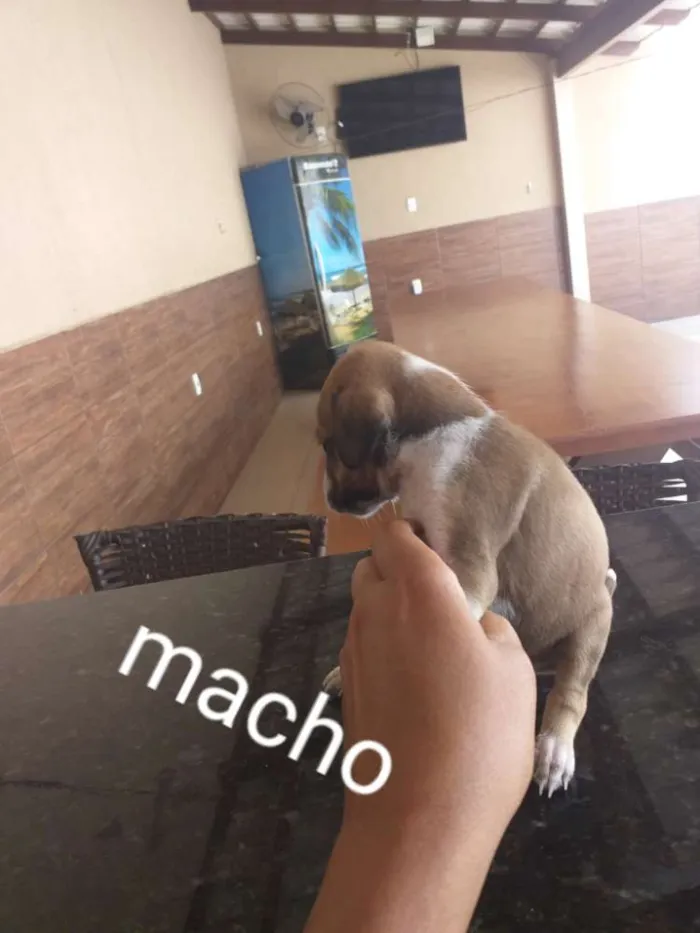 Cachorro raça Indefinida porte pequenos  idade Abaixo de 2 meses nome Sem nome