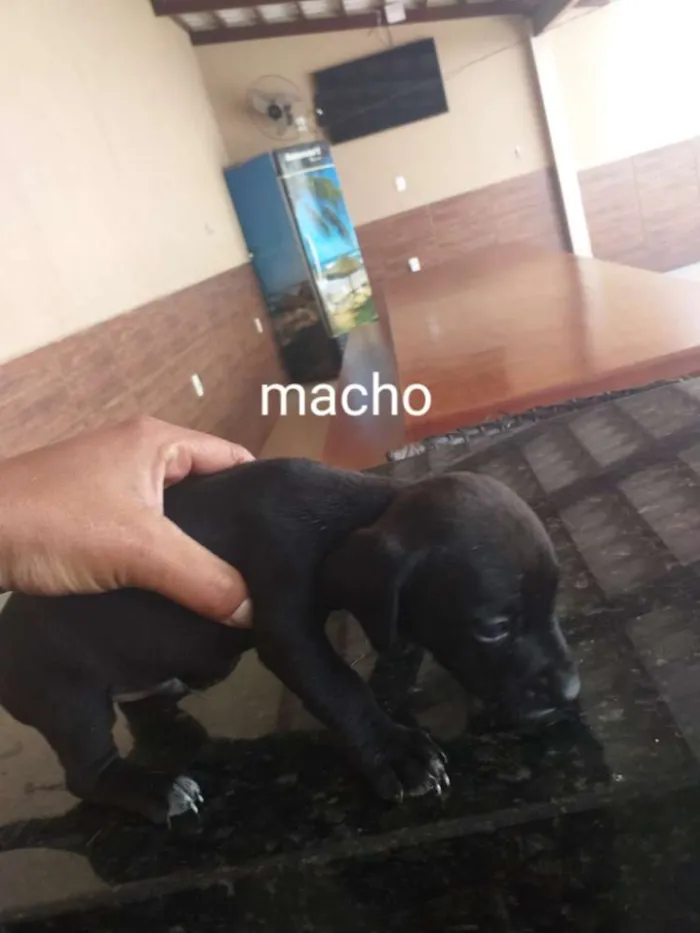 Cachorro raça Indefinida porte pequenos  idade Abaixo de 2 meses nome Sem nome